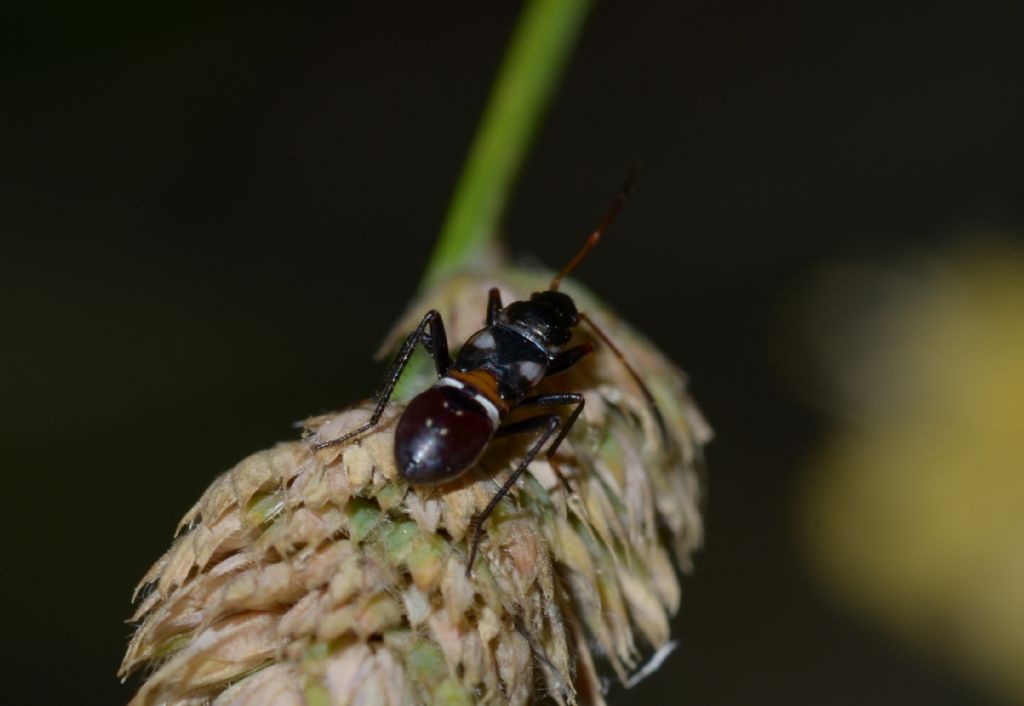 Ninfa di Nabidae?  No, di Lygaeidae: Raglius confusus